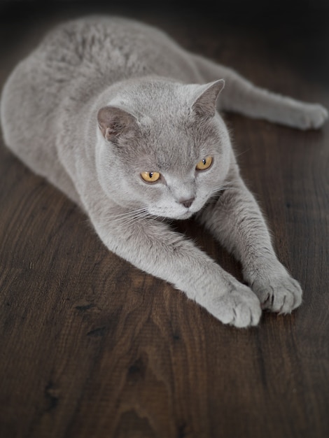 Large gray cat of British breed lying on the floor