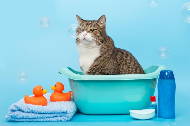 Large gray cat washes in a basin