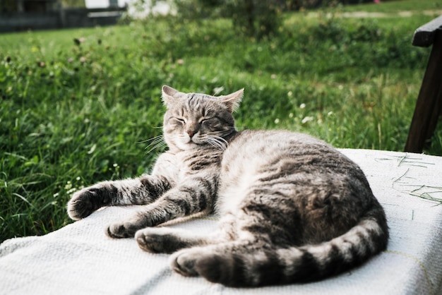 A large gray country cat lies on a bench in the garden