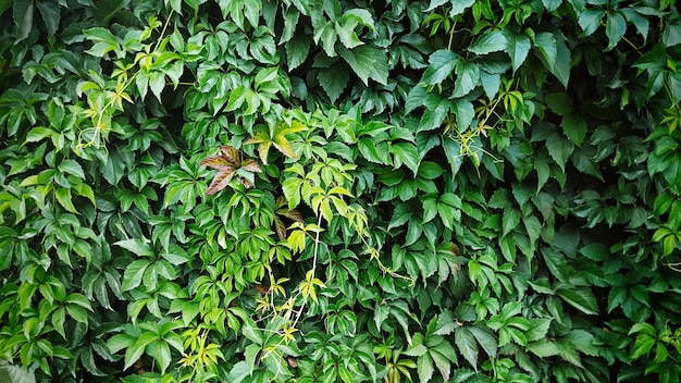 A large green bush of climbing plant in gardening outdoors