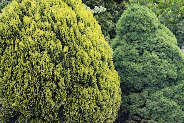 Large green bushes form a green background of foliage