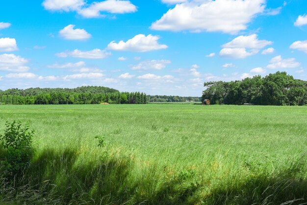 Large green field surrounded by lush trees and greenery under blue sky with white clouds beautiful