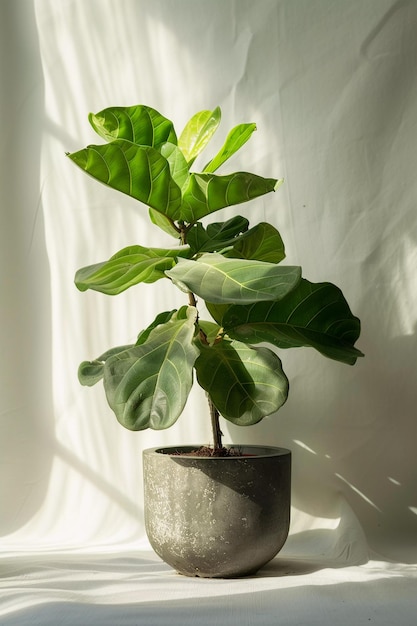 A large green flowerpot