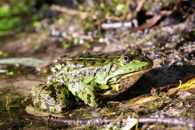 A large green frog came out of the water to the shore for hunting