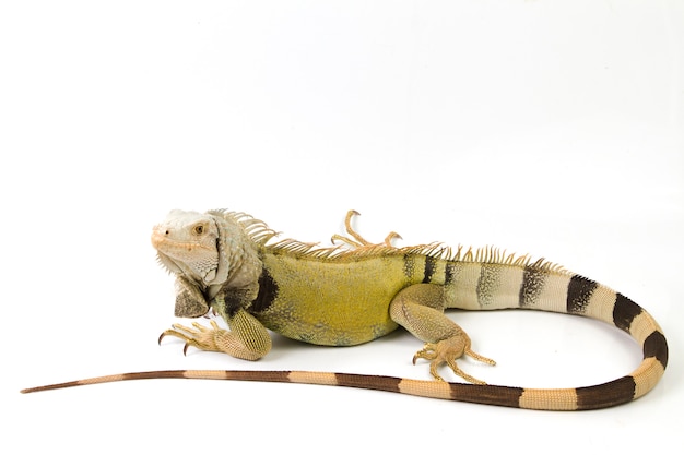 Large Green Iguana isolated on a white background