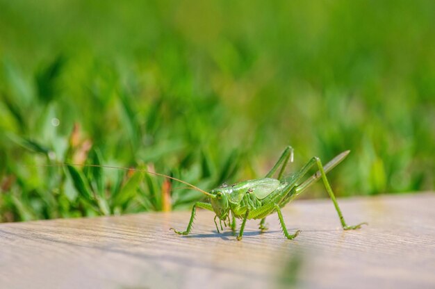 Large green insect pest of agricultural crops locust closeup