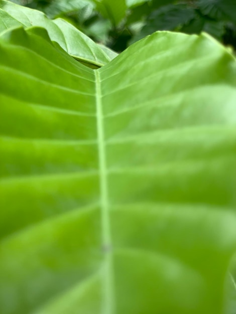 A large green leaf