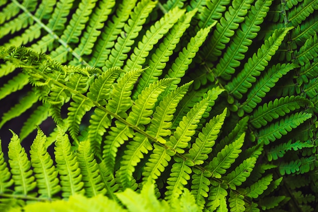 Large green leaves of fern close-up.