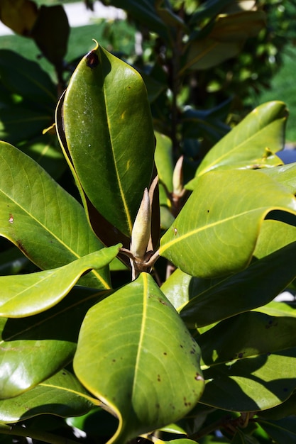 Large green leaves and open bud Early spring