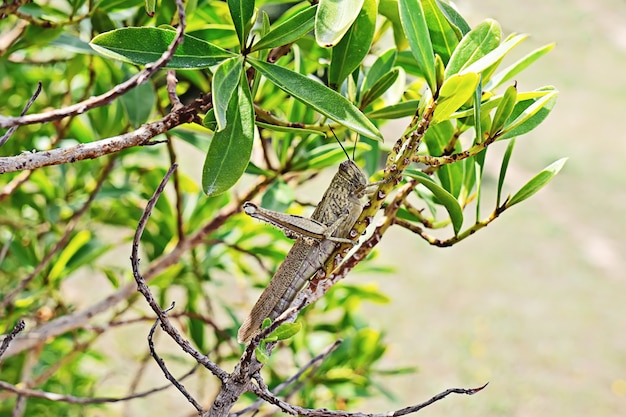 Large green locust on a branch close-up.