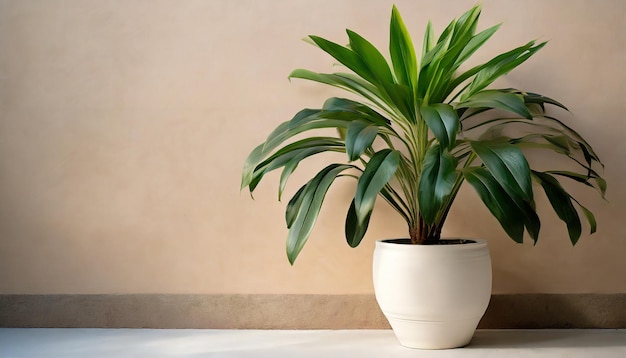 Large green plant in white pot beige wall