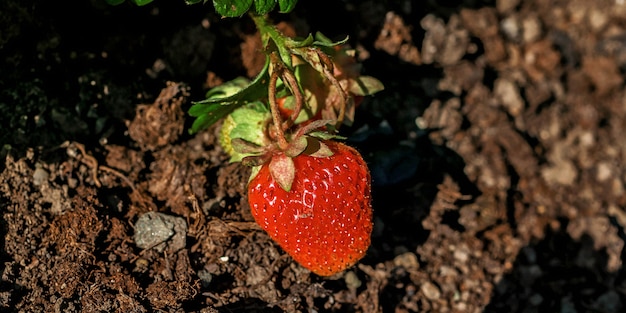 A large green plastic cup full of freshly picked strawberries.