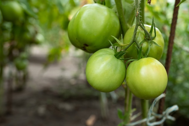 large green tomatoes on a branch in greenhouse close up