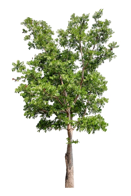 Large green tree is isolated on a white background clipping pat