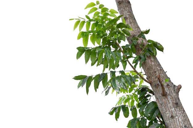 Large green tree is isolated on a white background clipping pat