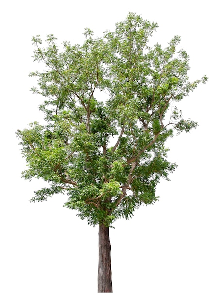 Large green tree is isolated on a white background clipping pat