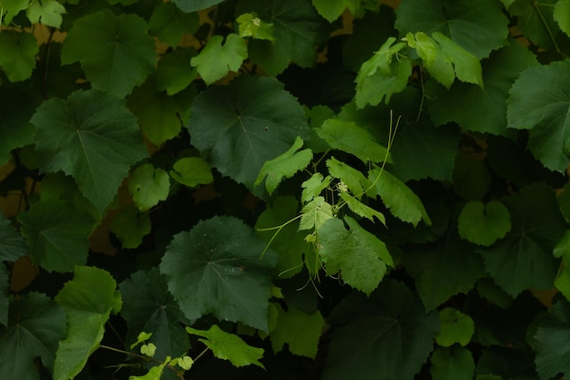 large green vine leaves are woven on the wall