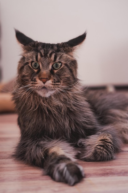 A large grey striped cat Maine Coon lays on the floor against a light background