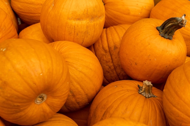 A large group of pumpkins are stacked together.