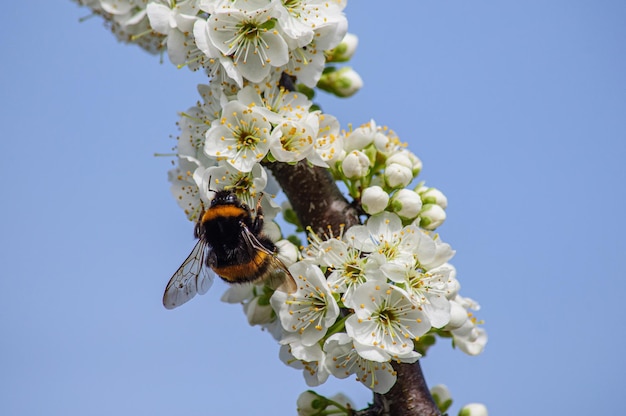 A large hairy bumblebee pollinates the flowers of an apricot tree