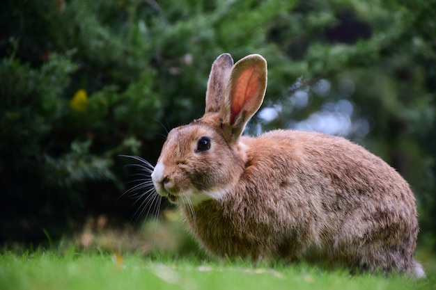 A large hare or rabbit is sitting on the green grass