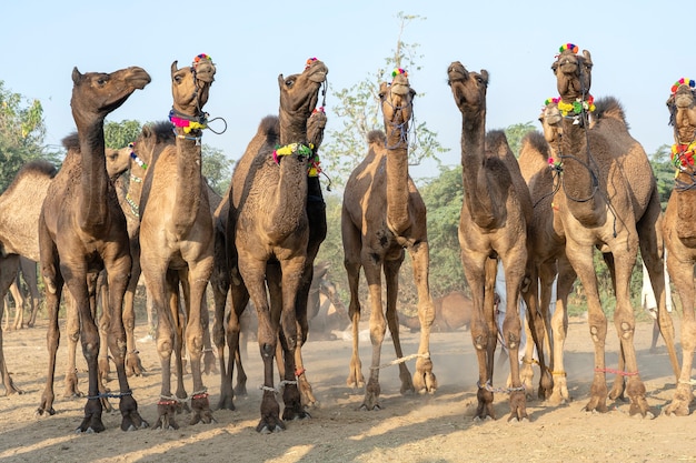 Large herd of camels in desert Thar during the annual Pushkar Camel Fair near holy city Pushkar, Rajasthan, India. This fair is largest camel trading fair in the world