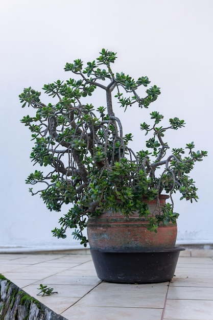 Large houseplant Crassula ovata (jade plant) in a flowerpot outdoors by the wall of the house