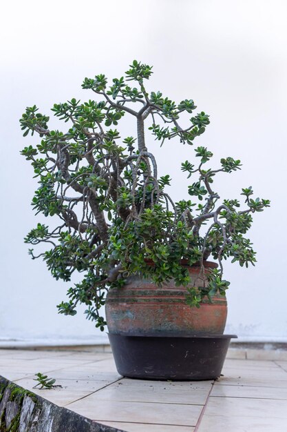 Large houseplant Crassula ovata (jade plant) in a flowerpot outdoors by the wall of the house