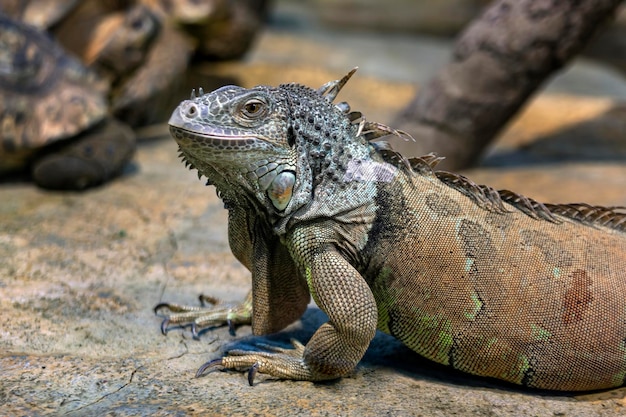 Large iguana lizard in the terrarium of the zoo