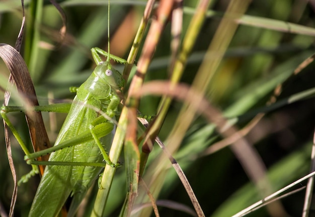 A large individual of green locusts sitting in the grass