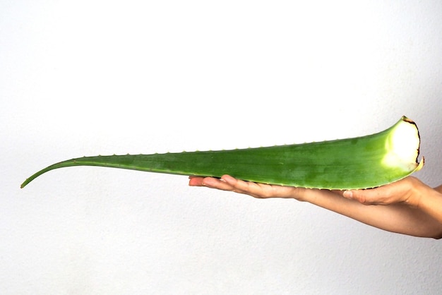 A large leaf of Aloe Vera in the hands of a woman