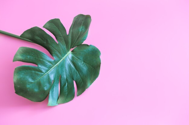 Large leaf of monstera flat lay with space for text. Tropical plant.