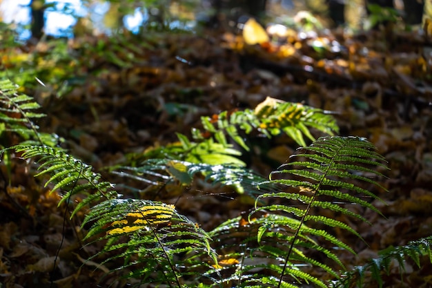 Large leaves of green fern in the autumn forest Bright and shiny fern leaves illuminated by the rays of the setting sun Walking in the botanical garden