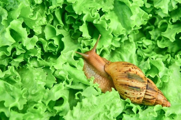 Large live snail among green leaves of lettuce