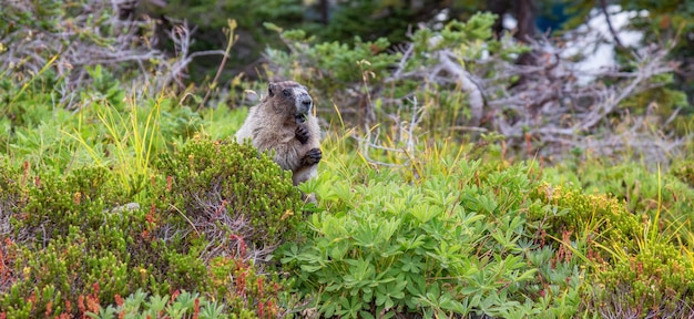 Large marmot eating grass in canadian nature