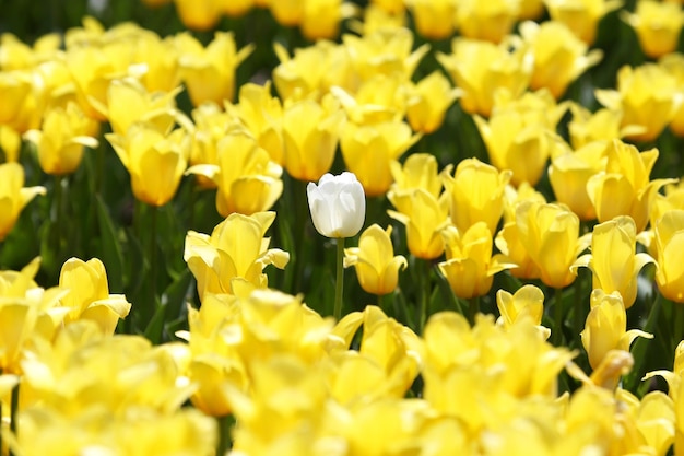 Large meadow of fresh blooming yellow tulips close up