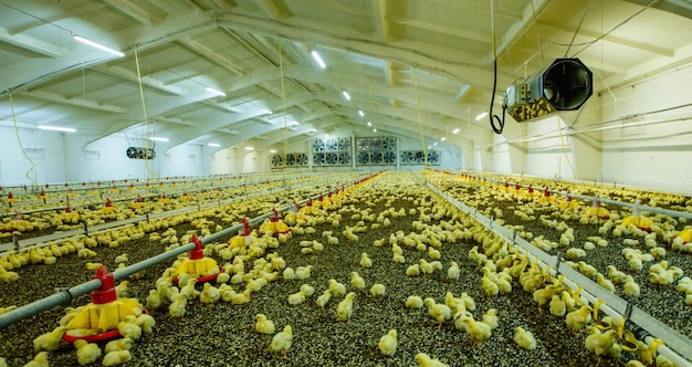 A large modern farm for growing chickens