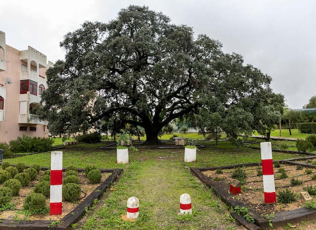 Large monumental preserved holm oak tree