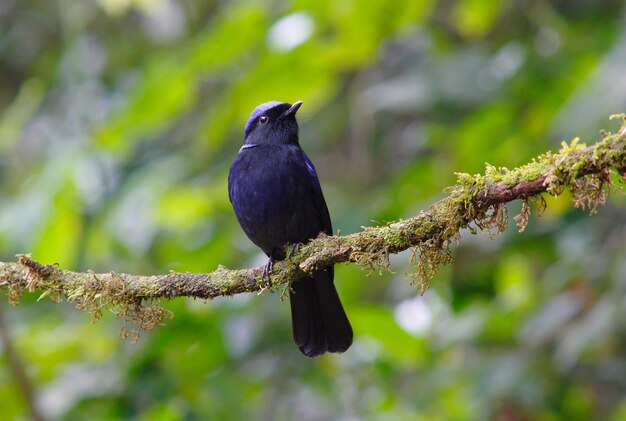 Large Niltava Niltava grandis 