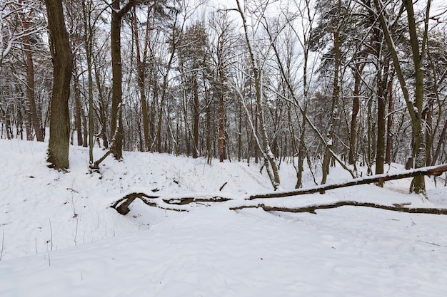 A large number of bare deciduous trees in the winter season