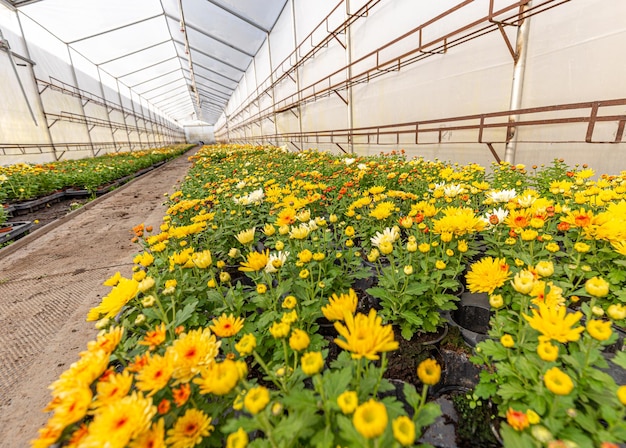 Large number of chrysanthemum plants