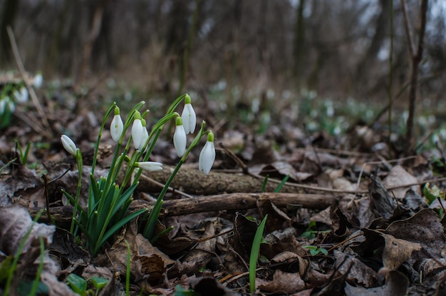 A large number of snowdrops