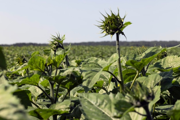 A large number of sunflowers in the agricultural field