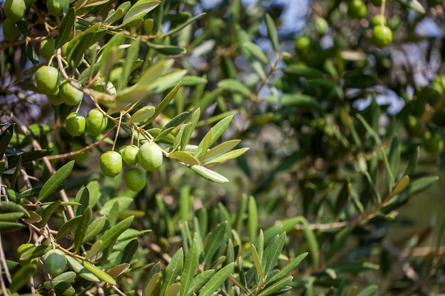 Large olives on the trees New harvest season