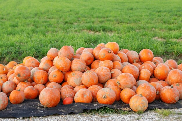 Large orange pumpkins solid autumn