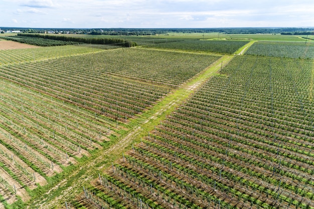 A large orchard, a sunny summer day. View from the top down