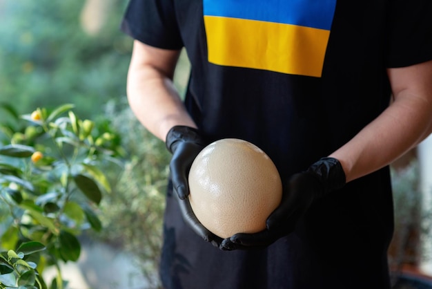 A large ostrich egg in the hands of a chef wearing black gloves the flag of Ukraine on a Tshirt Soft selective focus