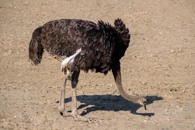 Photo a large ostrich walks in the izmir wildlife park turkey