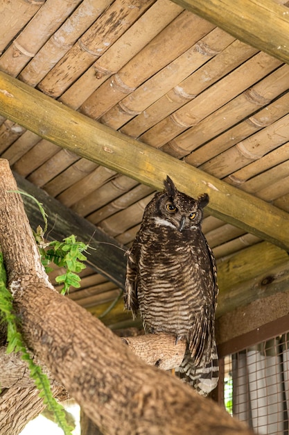 Large owl perched on branch looking around enclosure