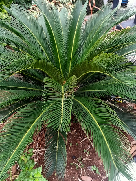 A large palm tree with green leaves and yellow leaves.